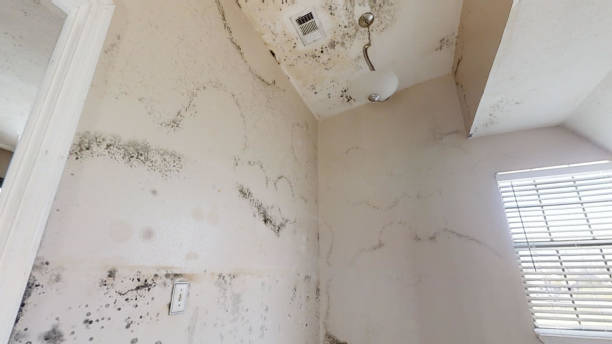 Best Mold-Related Health Consultation  in Clinton, SC