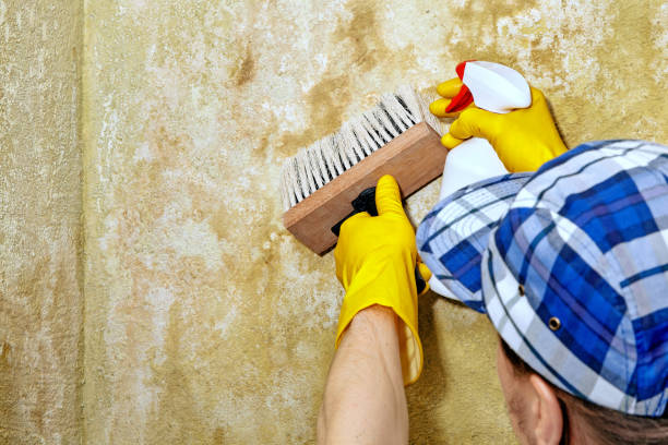Best Water Damage & Mold Remediation  in Clinton, SC