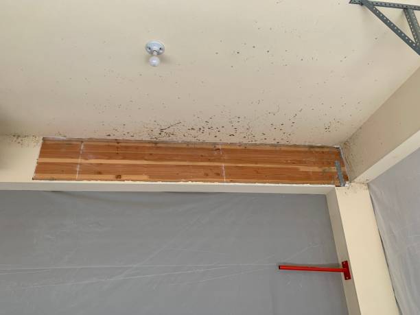 Best Commercial Mold Inspection  in Clinton, SC