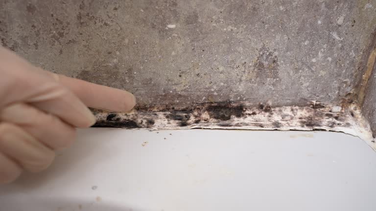  Clinton, SC Mold Removal Pros