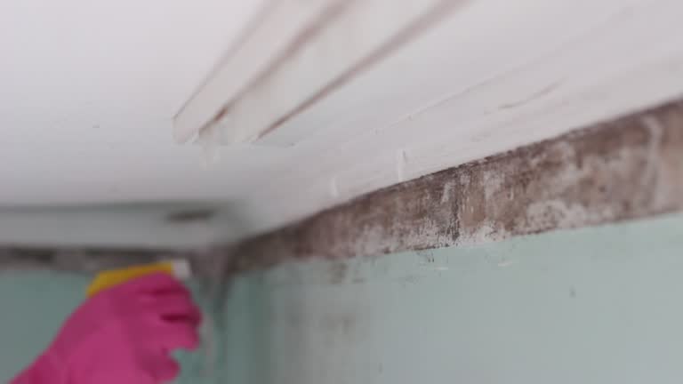 Best HVAC Mold Inspection and Cleaning  in Clinton, SC