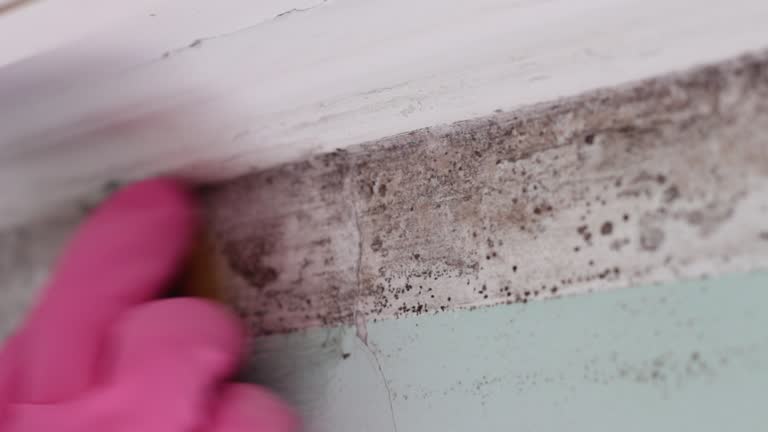 Best Mold Damage Restoration  in Clinton, SC